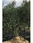 Olio extravergine di oliva